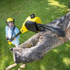 Best Organic Lawn Care Solutions  in USA